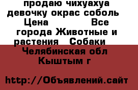 продаю чихуахуа девочку,окрас соболь › Цена ­ 25 000 - Все города Животные и растения » Собаки   . Челябинская обл.,Кыштым г.